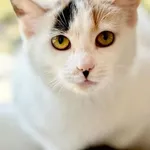 Kot do adopcji, Piła, 16 marca 2024