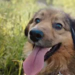 Pies do adopcji, Pawłowo, 4 czerwca 2025