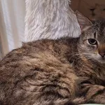 Kot do adopcji, Orzechowce, 29 maja 2025