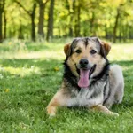 Pies do adopcji, Radom, 26 kwietnia 2025