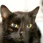 Znaleziono kota, Wałbrzych, 1 czerwca 2025