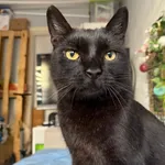 Zaginął kot, Łódź, 4 czerwca 2025