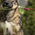 Pies do adopcji, Pieczyska, 4 czerwca 2025