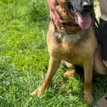 Pies do adopcji, Jelenia Góra, 3 czerwca 2025