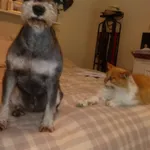 Zaginął pies, Radom, 5 czerwca 2025