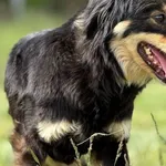 Pies do adopcji, Pieczyska, 5 czerwca 2025