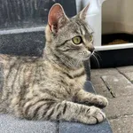 Kot do adopcji, Tychy, 19 maja 2025