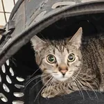 Znaleziono kota, Olsztyn, 4 czerwca 2025