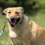 Pies do adopcji, Pieczyska, 5 czerwca 2025