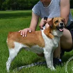 Pies do adopcji, Chełmek, 15 maja 2025