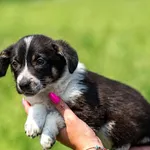 Pies do adopcji, Racławice, 4 czerwca 2025