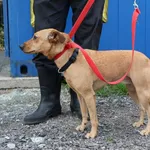 Znaleziono psa, Łódź, 4 czerwca 2025