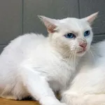 Kot do adopcji, Sopot, 5 czerwca 2025