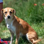 Pies do adopcji, Racławice, 5 czerwca 2025