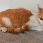 Kot do adopcji, Henrykowo, 29 kwietnia 2025