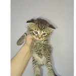 Znaleziono kota, Białystok, 2 czerwca 2025