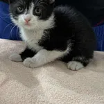 Znaleziono kota, Czartki, 6 czerwca 2025