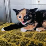 Kot do adopcji, Racławice, 4 czerwca 2025