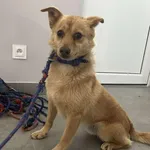 Znaleziono psa, Toruń, 5 czerwca 2025