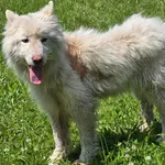 Pies do adopcji, Ropczyce, 6 czerwca 2025