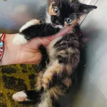 Kot do adopcji, Racławice, 4 czerwca 2025