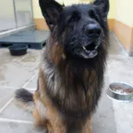 PIES Z INTERWENCJI 04.06.2025