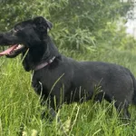 Pies do adopcji, Pawłowo, 6 czerwca 2025