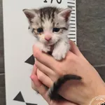 Przyjęty: 2025-06-06 Gmina: Morawica Płeć: Kotka Opis: europejska, buro-białe