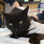 Znaleziono kota, Szczecin, 7 czerwca 2025