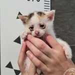 Przyjęty: 2025-06-06 Gmina: Morawica Płeć: Kotka Opis: europejska, tricolor