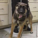 Znaleziono psa, Łódź, 6 czerwca 2025