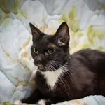 Znaleziono kota, Sosnowiec, 6 czerwca 2025