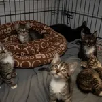 Znaleziono kota, Sosnowiec, 30 maja 2025