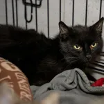 Znaleziono kota, Sosnowiec, 30 maja 2025