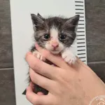 Przyjęty: 2025-06-06 Gmina: Morawica Płeć: Kocur Opis: europejska, buro-białe