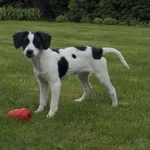 Zaginął pies, Mysłowice, 7 czerwca 2025