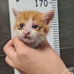 Przyjęty: 2025-06-06 Gmina: Morawica Płeć: Kocur Opis: europejska, rudo-białe