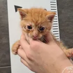 Przyjęty: 2025-06-06 Gmina: Morawica Płeć: Kocur Opis: europejska, rude