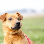 Oddam psa, Olsztyn, 8 czerwca 2025