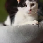 Spokojny, delikatny, grzeczny kotek Drucik 