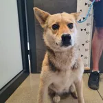 Znaleziono psa, Chełmek, 6 czerwca 2025