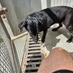 Znaleziono psa, Lublin, 8 czerwca 2025