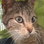 Znaleziono kota, Toruń, 7 czerwca 2025