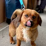 Znaleziono psa, Gdańsk, 9 czerwca 2025