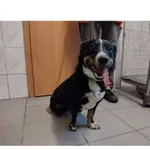 Znaleziono psa, Białystok, 8 czerwca 2025