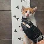 Znaleziono kota, Chełmek, 8 czerwca 2025