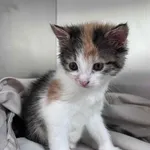 Kot do adopcji, Włocławek, 8 czerwca 2025