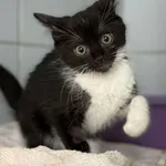 Znaleziono kota, Lublin, 8 czerwca 2025