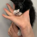 Znaleziono kota, Lublin, 8 czerwca 2025