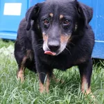 Znaleziono psa, Łódź, 8 czerwca 2025